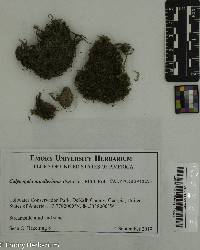 Calypogeia muelleriana image