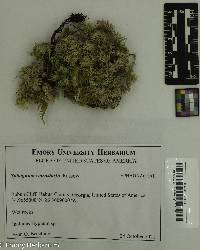 Sphagnum warnstorfii image