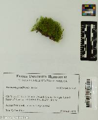 Bartramia pomiformis image