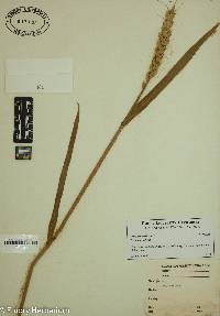 Triticum aestivum image