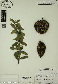 Punica granatum image