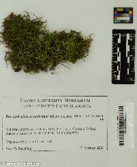 Brachythecium acuminatum image