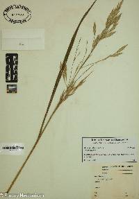 Bromus catharticus image