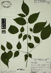 Aralia racemosa image