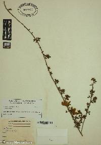 Cytisus scoparius image