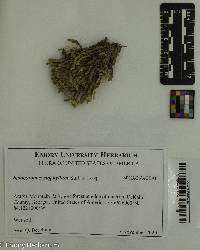 Sphagnum cyclophyllum image