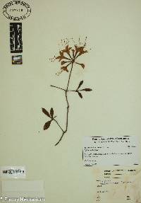 Rhododendron vaseyi image