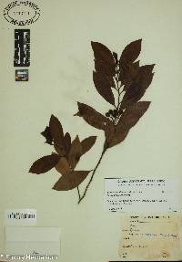 Prunus caroliniana image