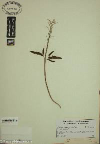 Cardamine diphylla image