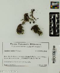 Fissidens dubius image