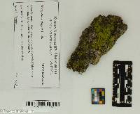 Metzgeria conjugata image