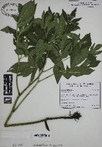 Paeonia officinalis image