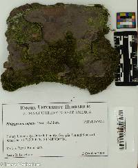 Platygyrium repens image