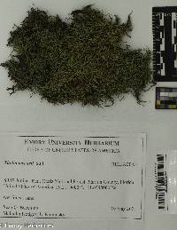Thelia lescurii image