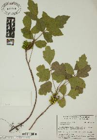 Toxicodendron pubescens image