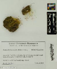 Dicranella heteromalla image