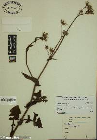 Sonchus oleraceus image