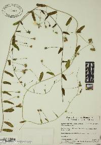 Stylisma humistrata image