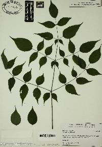 Aralia racemosa image