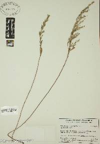 Helianthemum rosmarinifolium image