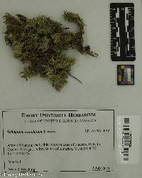 Sphagnum inundatum image