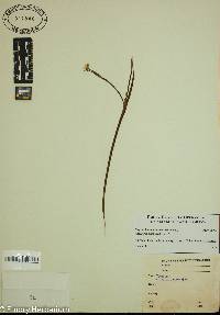 Sisyrinchium mucronatum image