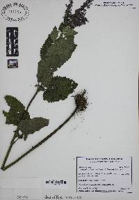 Salvia verticillata image