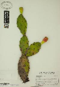 Opuntia humifusa image