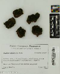 Fissidens adianthoides image