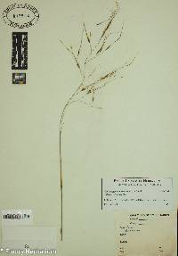 Piptochaetium avenaceum image