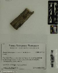 Image Associated With the Occurence