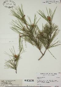 Pinus halepensis image