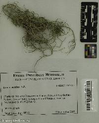 Usnea ceratina image