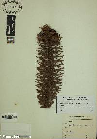 Cunninghamia lanceolata image