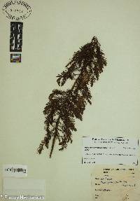 Metasequoia glyptostroboides image