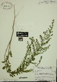 Lechea mucronata image