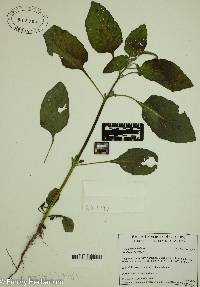 Heliotropium indicum image