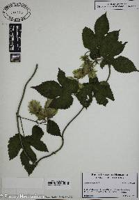 Humulus lupulus image