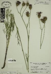 Centaurea kosaninii image