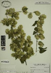 Humulus lupulus image