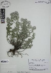 Teucrium polium image