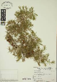 Juniperus oxycedrus image