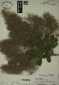 Cotinus coggygria image