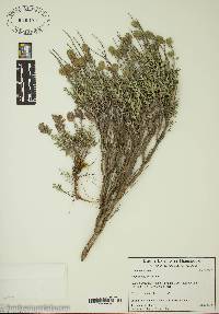 Teucrium marum image