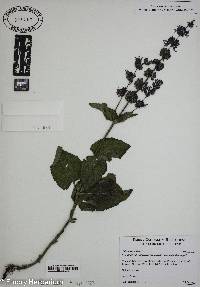 Salvia verticillata image