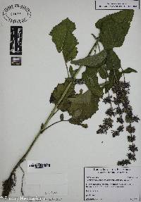 Salvia verticillata image