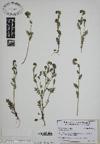 Phacelia dubia image