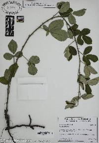 Rubus cuneifolius image