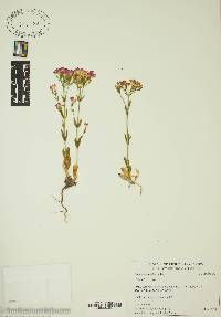 Centaurium erythraea image