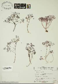 Sedum caeruleum image